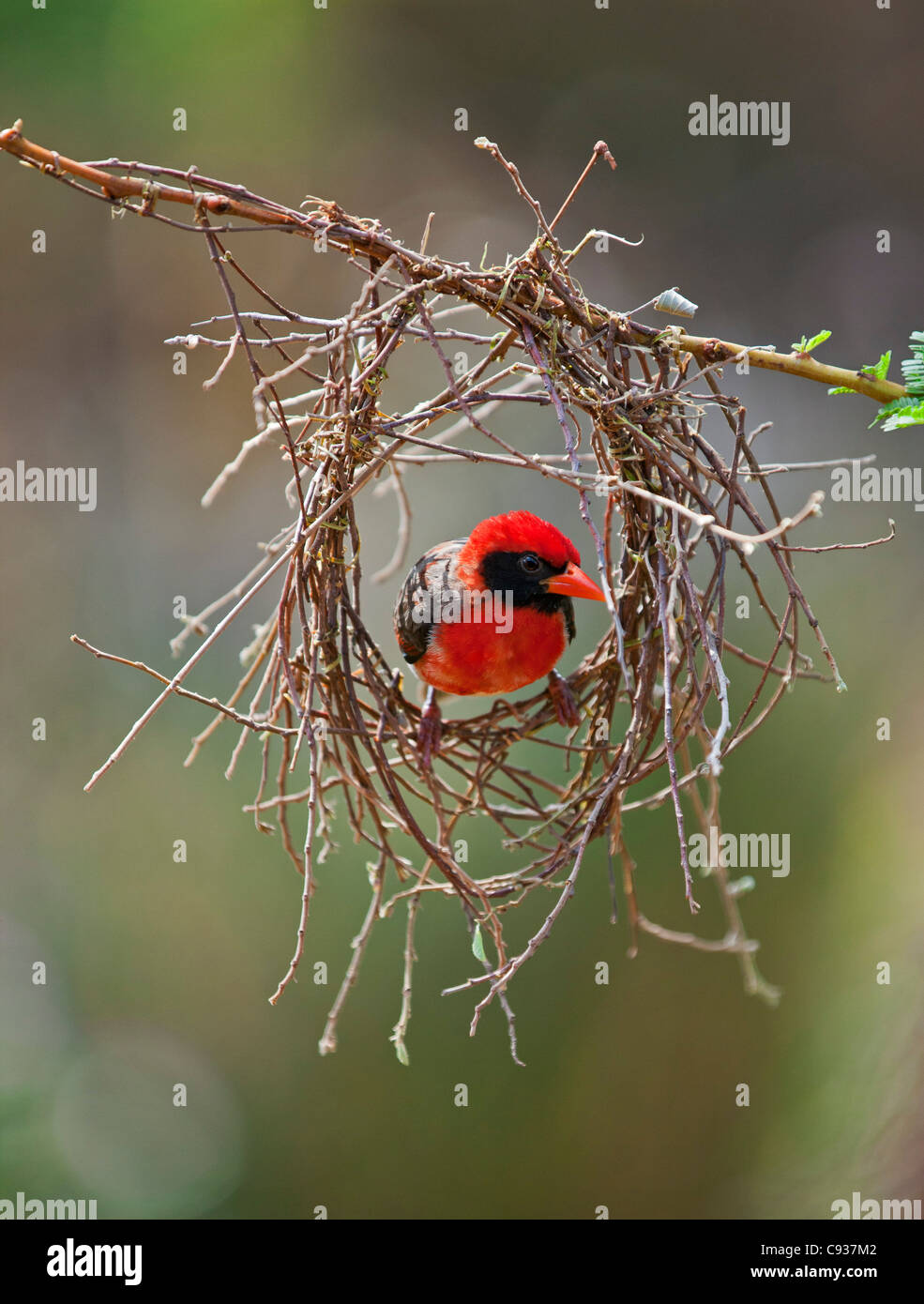 Un red-headed Weaver Costruire il suo nido. Foto Stock
