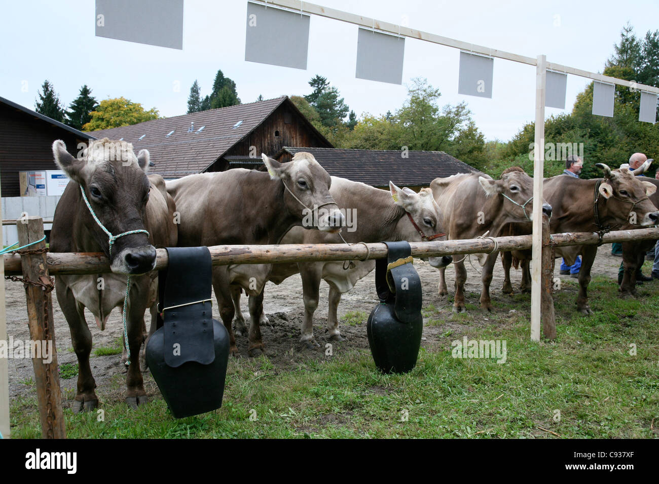 Mostra di bovini in Svizzera Foto Stock