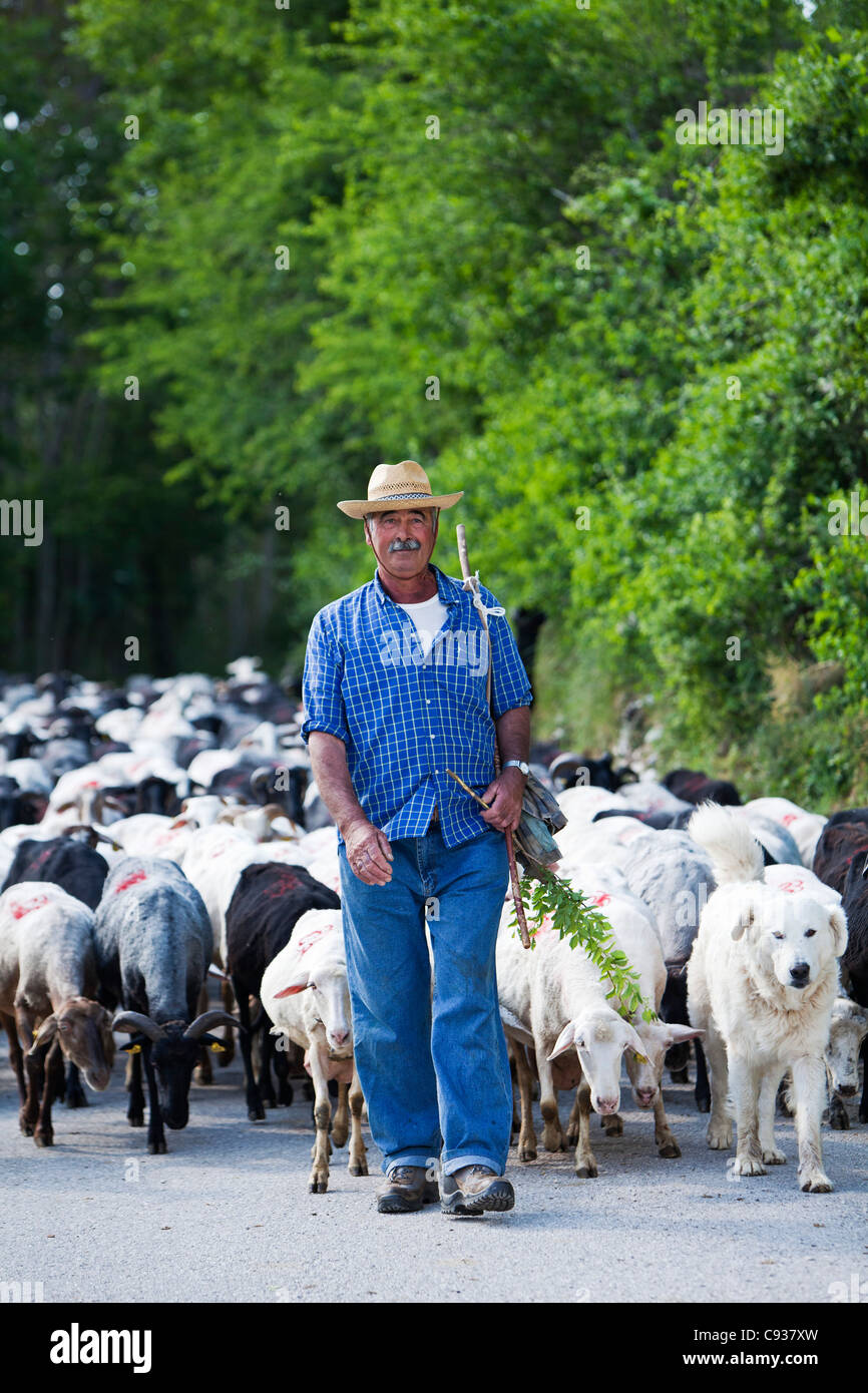 L'Italia, l'Umbria, dei campi. Un pastore portando il suo gregge verso il basso dalle colline, con l aiuto dei suoi cani. Foto Stock