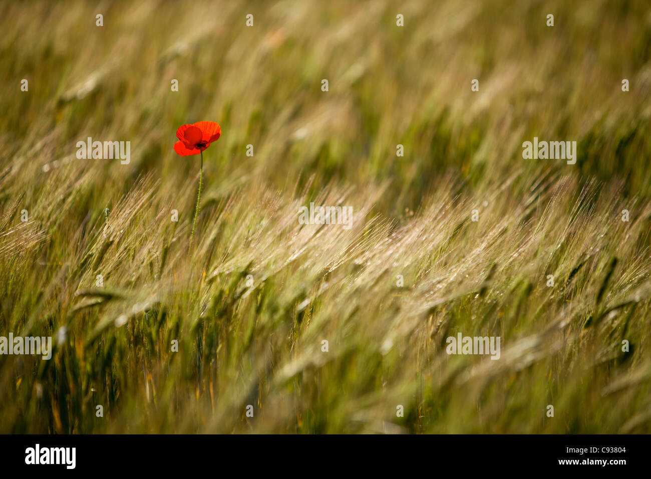 L'Italia, l'Umbria, Norcia. Un singolo di papavero in un campo di orzo vicino a Norcia. Foto Stock
