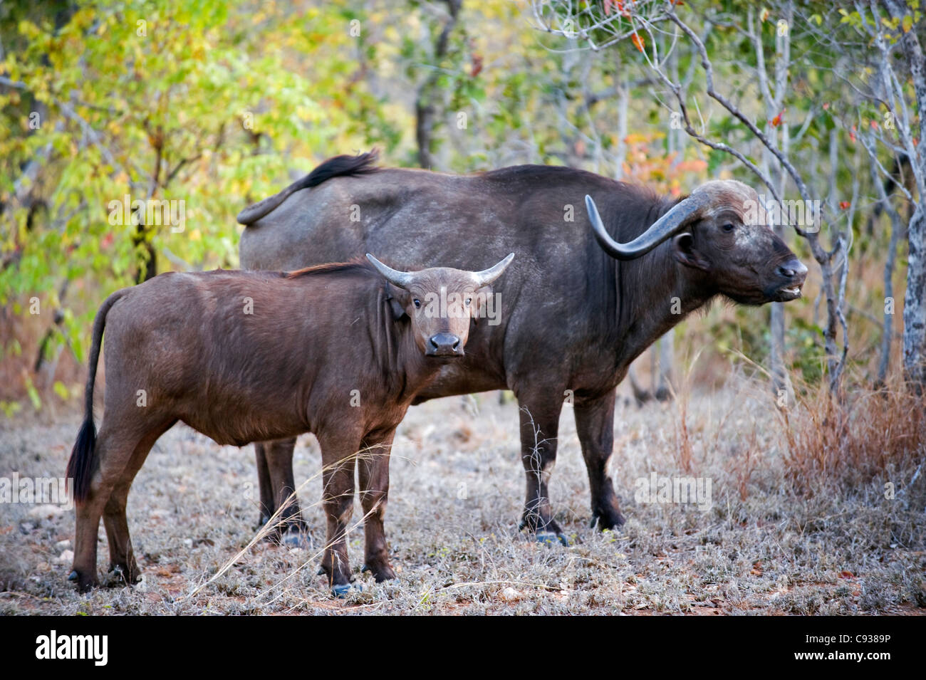 Il Malawi, Majete riserva faunistica. Bufali di mucca e vitello nella brachystegia bosco. Foto Stock