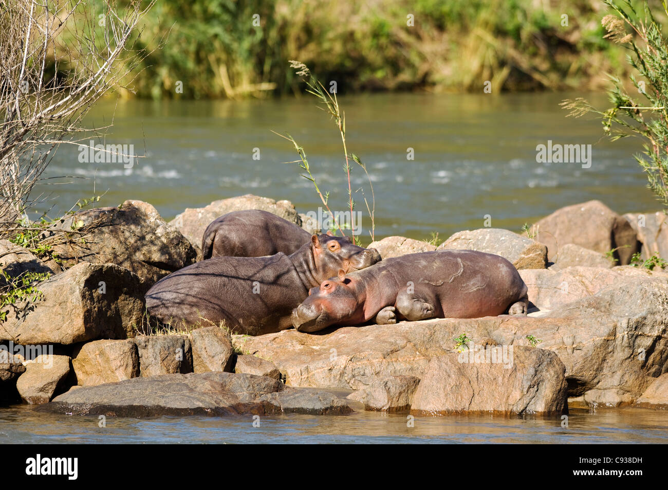 Il Malawi, Majete riserva faunistica. Una famiglia di ippopotamo rilassarsi al sole su un'isola del fiume Shire. Foto Stock