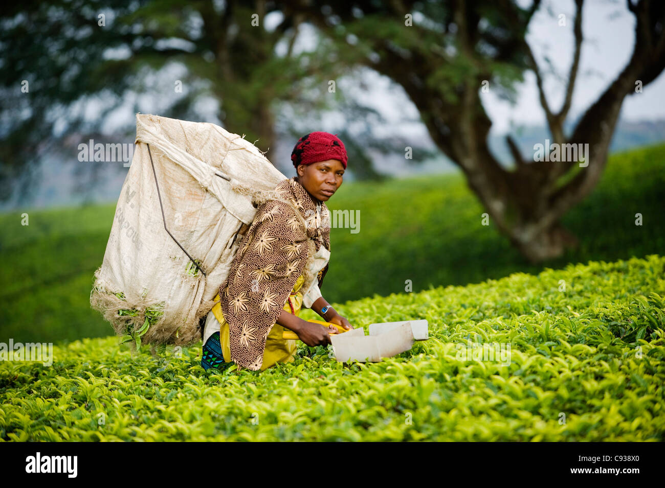 Il Malawi, Thyolo, Satemwa Tea Break. Una femmina la raccoglitrice di tè fuori la spennatura tè. Foto Stock