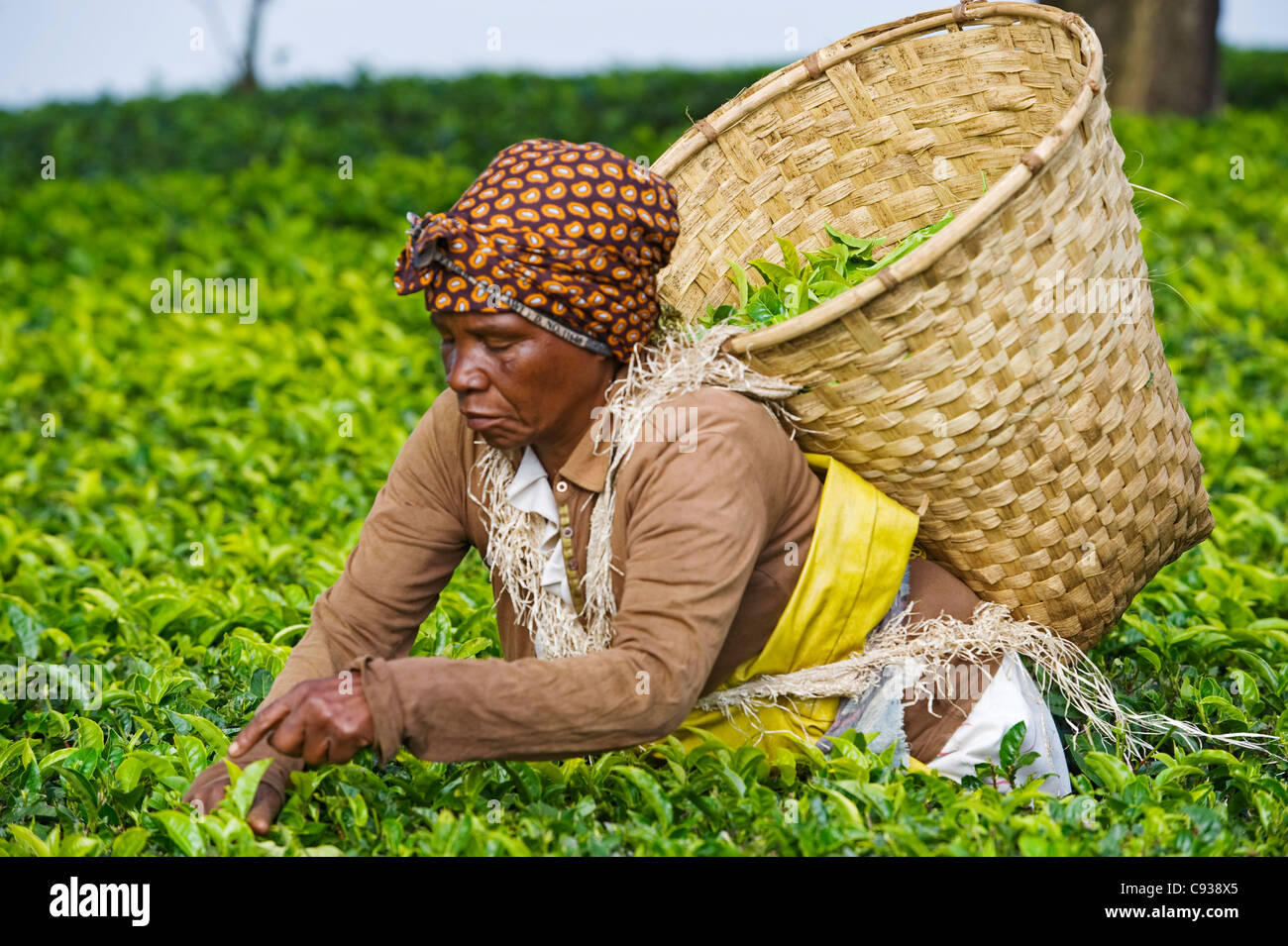 Il Malawi, Thyolo, Satemwa Tea Break. Una femmina la raccoglitrice di tè fuori la spennatura tè. Foto Stock