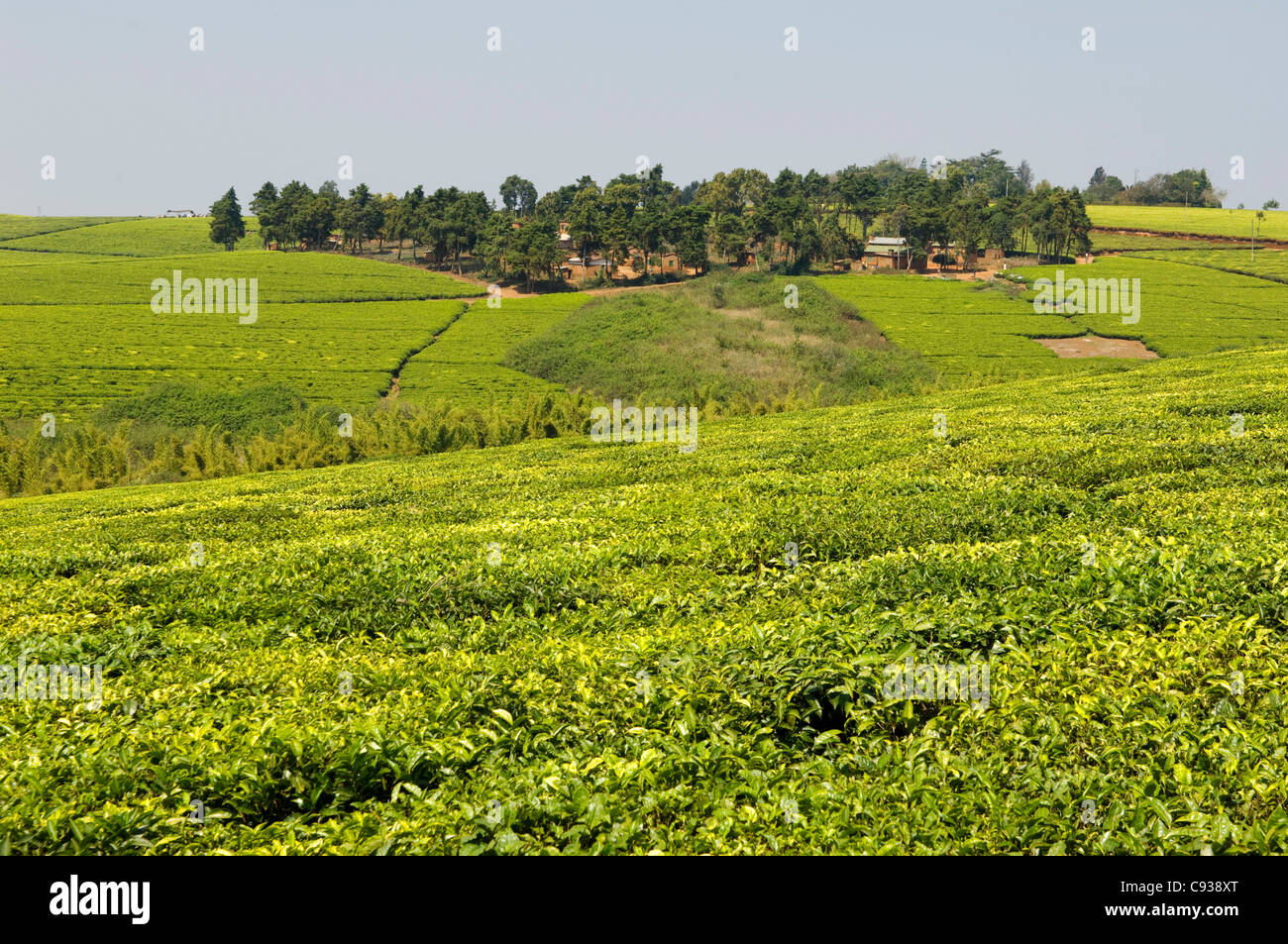 Il Malawi, Thyolo, Satemwa Tea Break. Cespugli di tè mantello il paesaggio a Satemwa Tea Plantation. Foto Stock