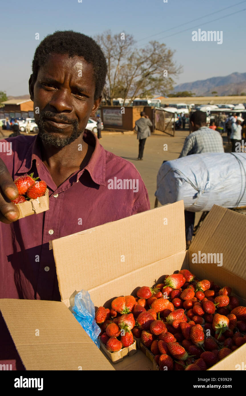 Il Malawi, Zomba. Vende fragole fresche coltivate sulle pendici della montagna di Zomba. Foto Stock