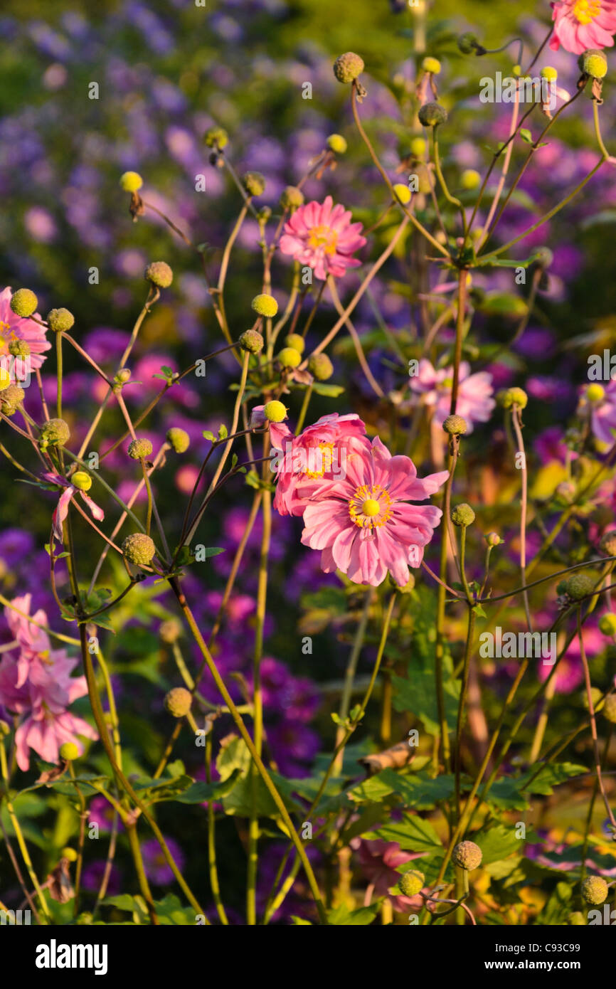 Anemone giapponese (Anemone hupehensis var. Japonica 'Bressingham Glow') Foto Stock