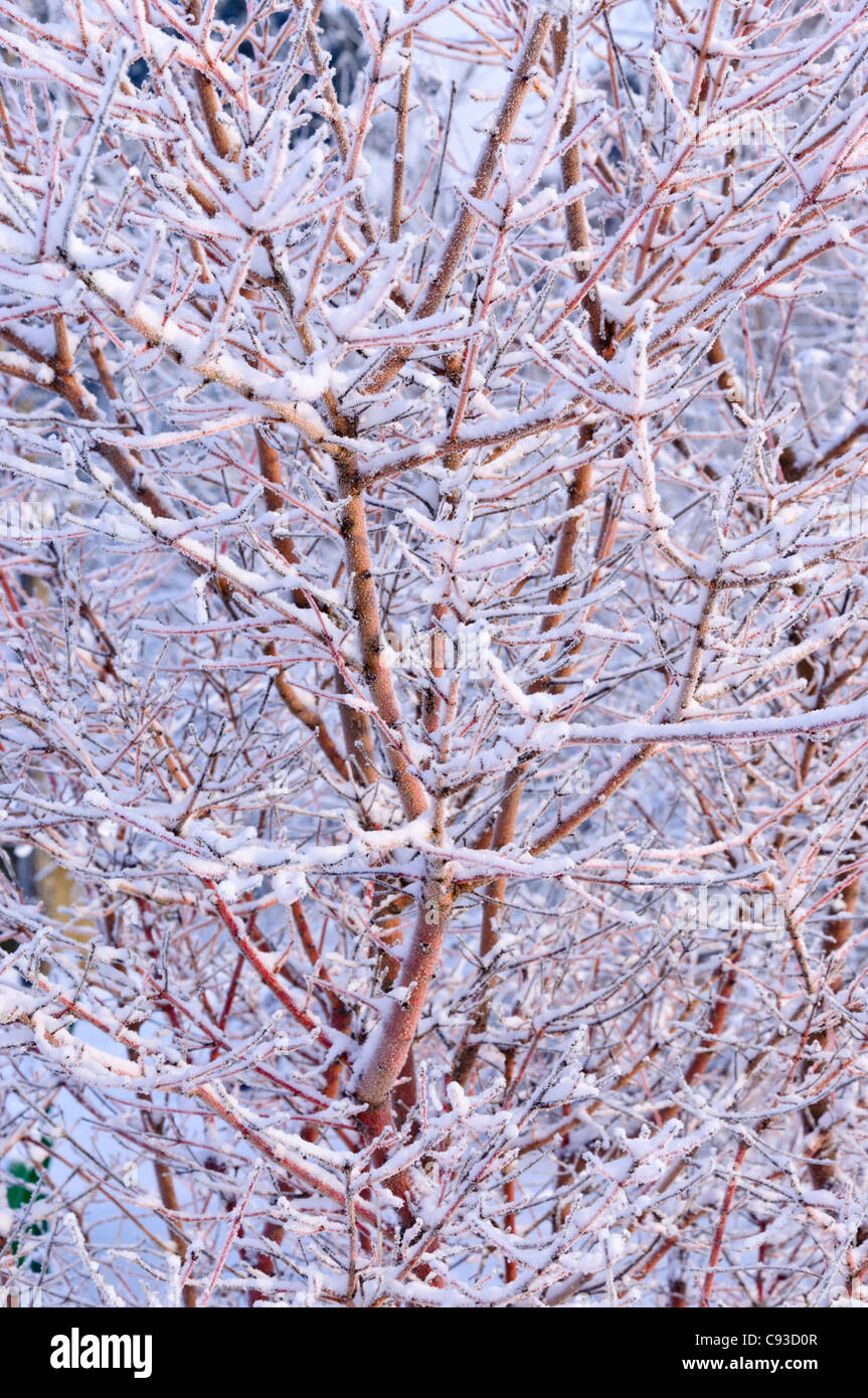 Sanguinella (cornus sanguinea 'Midwinter Fire') Foto Stock