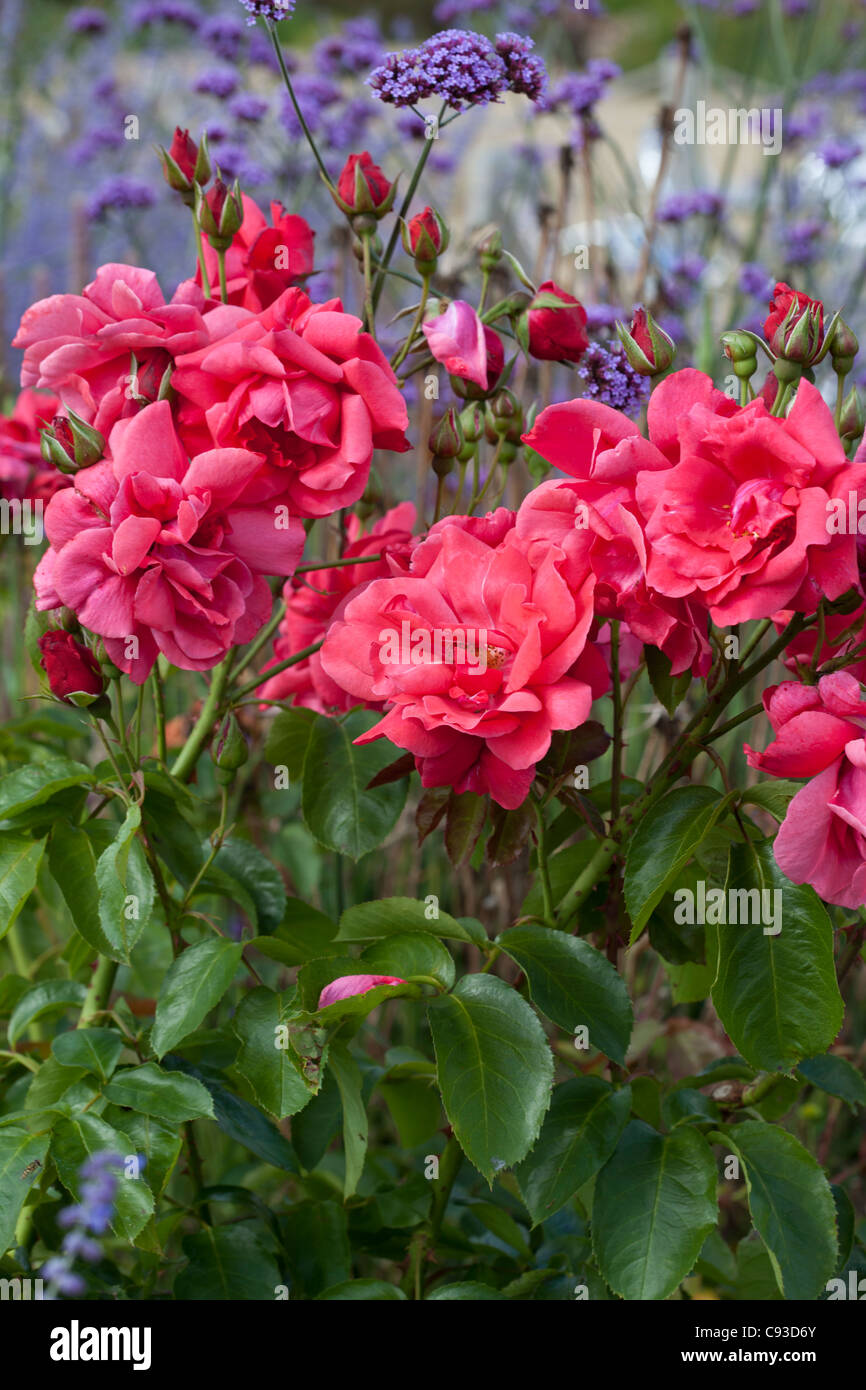 Deep pink rose & Verbena Bonariensis in background Foto Stock