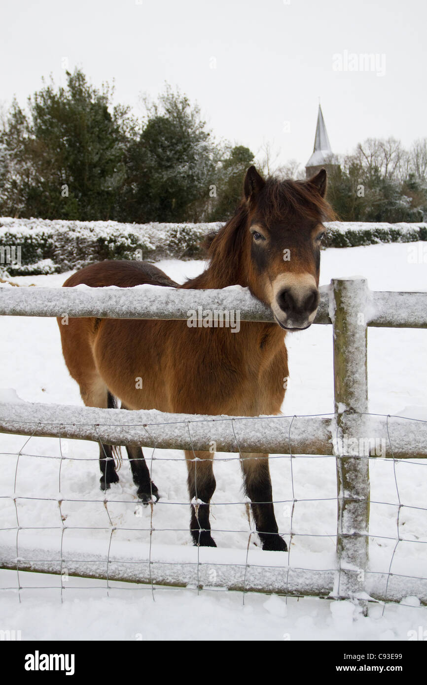 WELSH COB pony nella neve, West Sussex, Regno Unito. Dicembre Foto Stock
