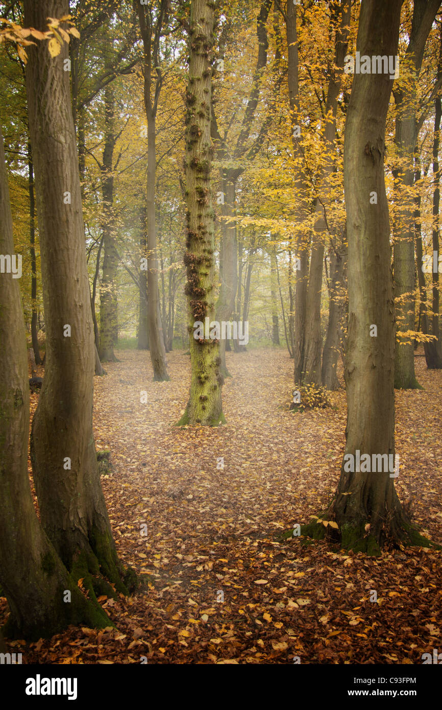 Un Bosco autunnale di scena dal Surrey, Inghilterra Foto Stock