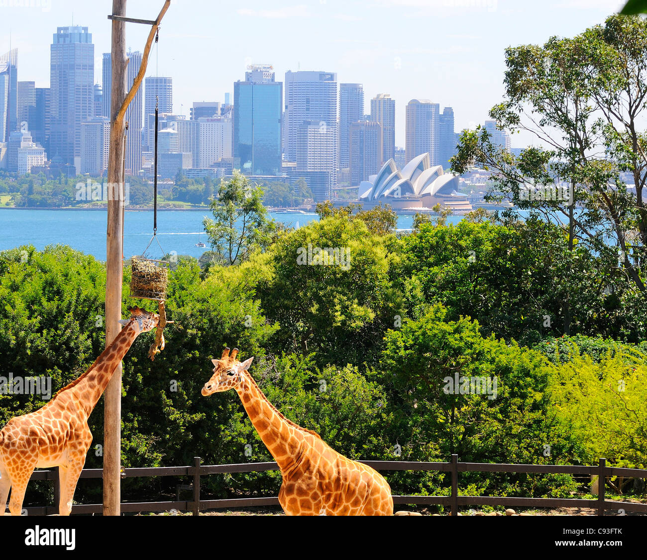 La giraffa è nel loro recinto presso lo zoo di Taronga sulle sponde del porto di Sydney nel sobborgo di Mosman con il CBD di Sydney dietro. Foto Stock