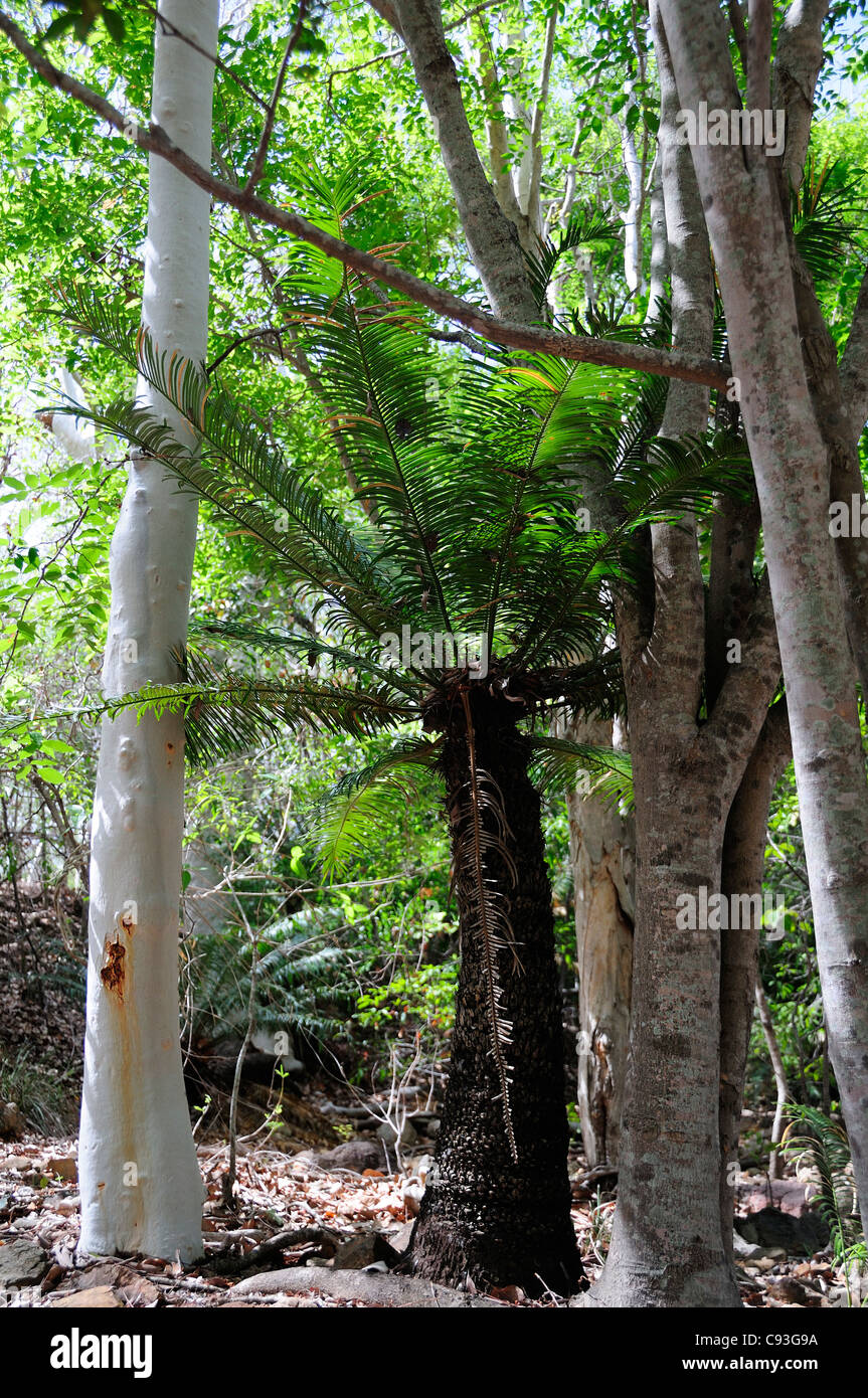 Gli alberi di gomma e fern tree crescono al fianco di alligatore Creek, Bowling Green Bay National Park, Townsville, Queensland, Australia Foto Stock