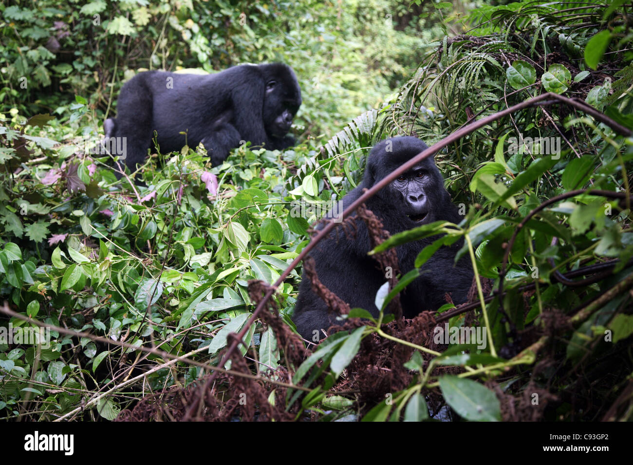 Gorilla di montagna del Gruppo Nkuringo a Bwindi impenetrabile Parco Nazionale Uganda. 28/1/2009. Fotografia: Stuart Boulton/Alamy Foto Stock