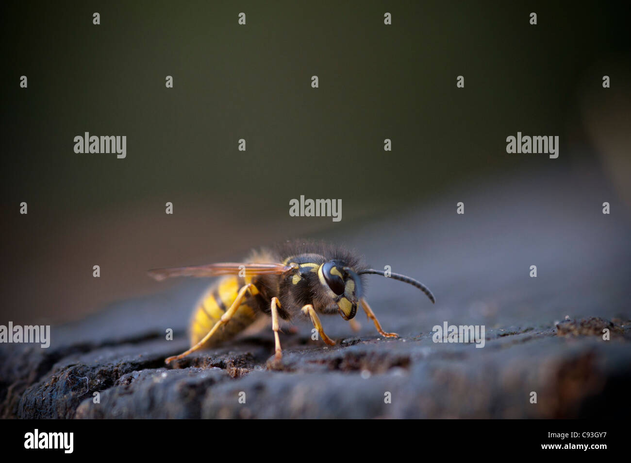 Una chiusura di ripresa macro di una vespa, fotografato in un parco locale Foto Stock