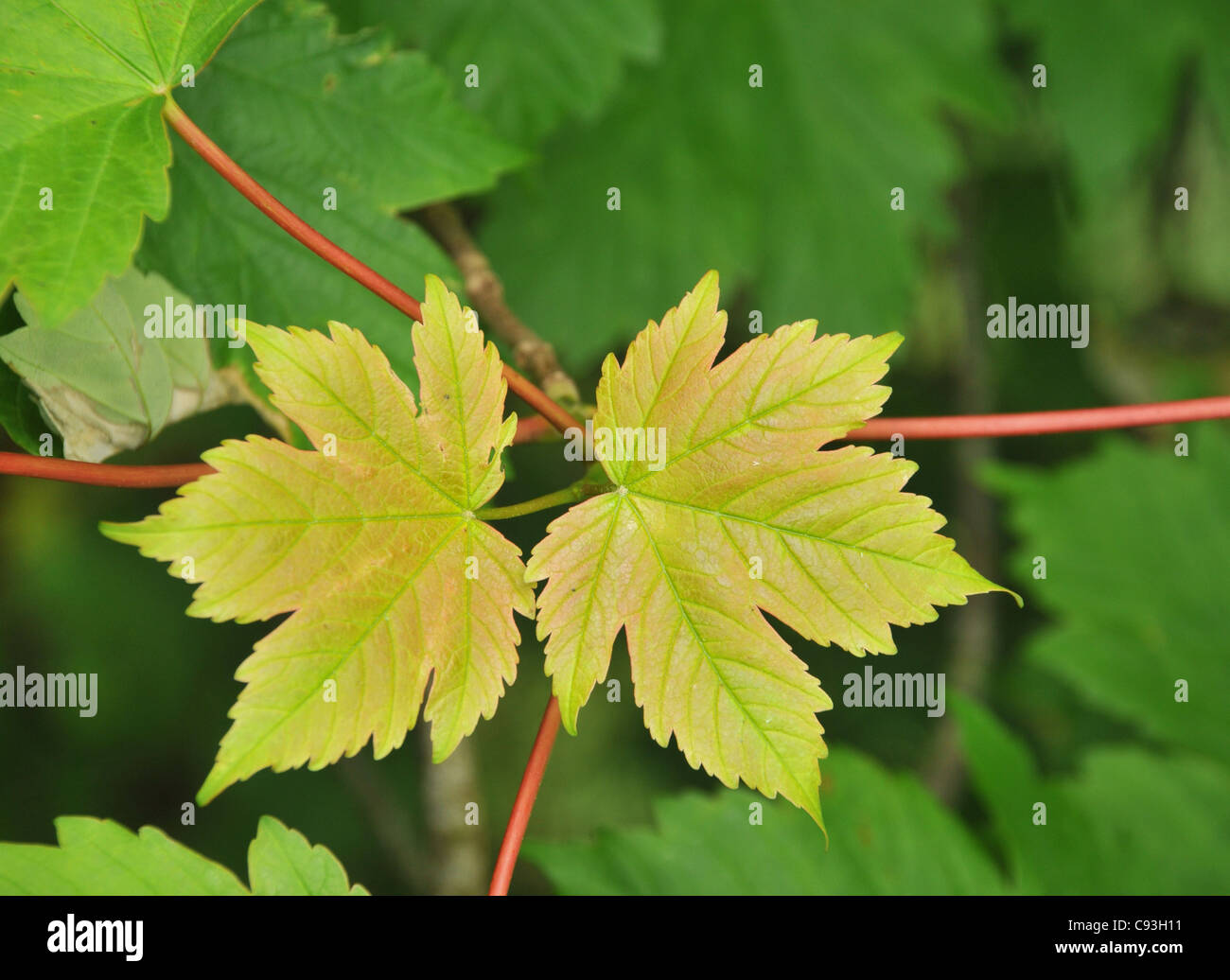 Primo piano dettagliato di nuovo, fresco, la molla delle foglie di un sicomoro. Foto Stock