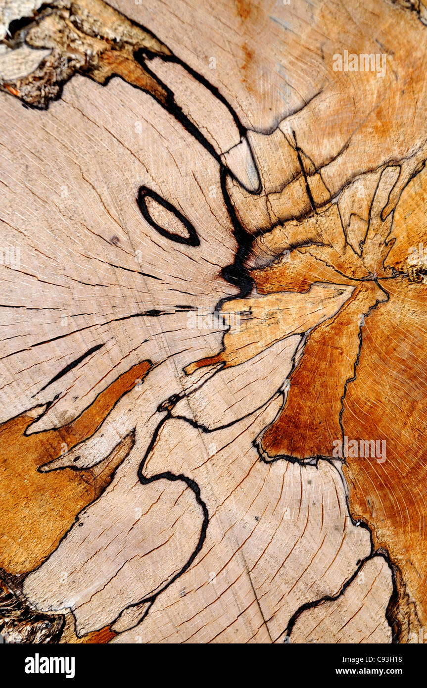 Una vista in dettaglio di una sezione trasversale del tronco di un albero di faggio che è stato tagliato. Foto Stock