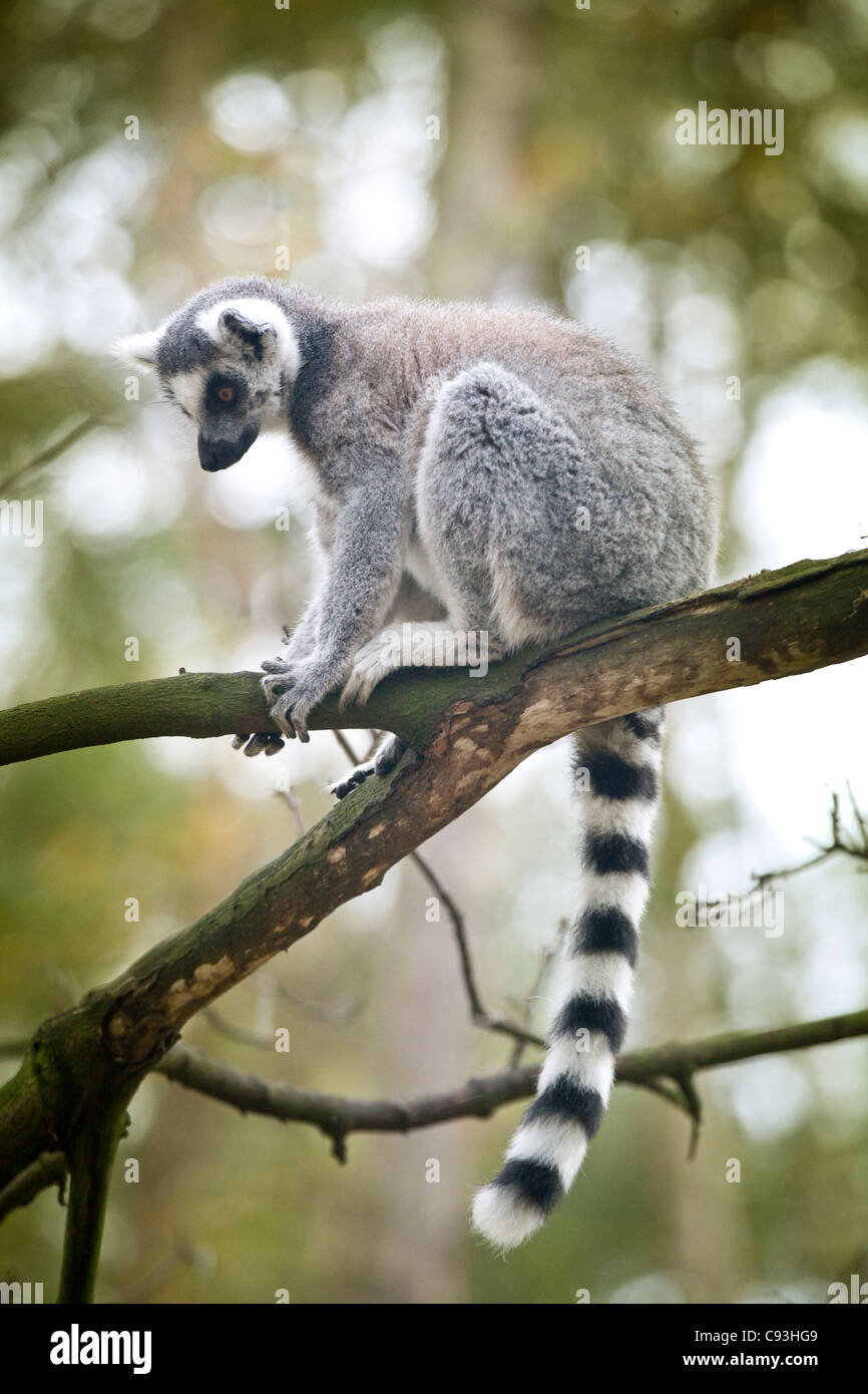 Anello lemure codato (Lemur catta) in cattività. Yorkshire Wildlife Park, Regno Unito Foto Stock