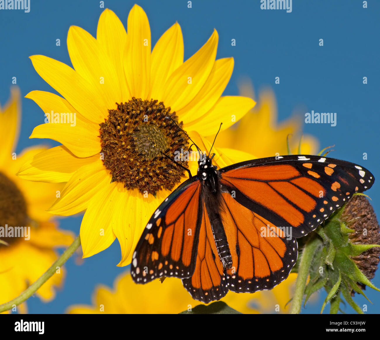 Farfalla monarca alimentazione su un girasole contro il cielo blu chiaro Foto Stock