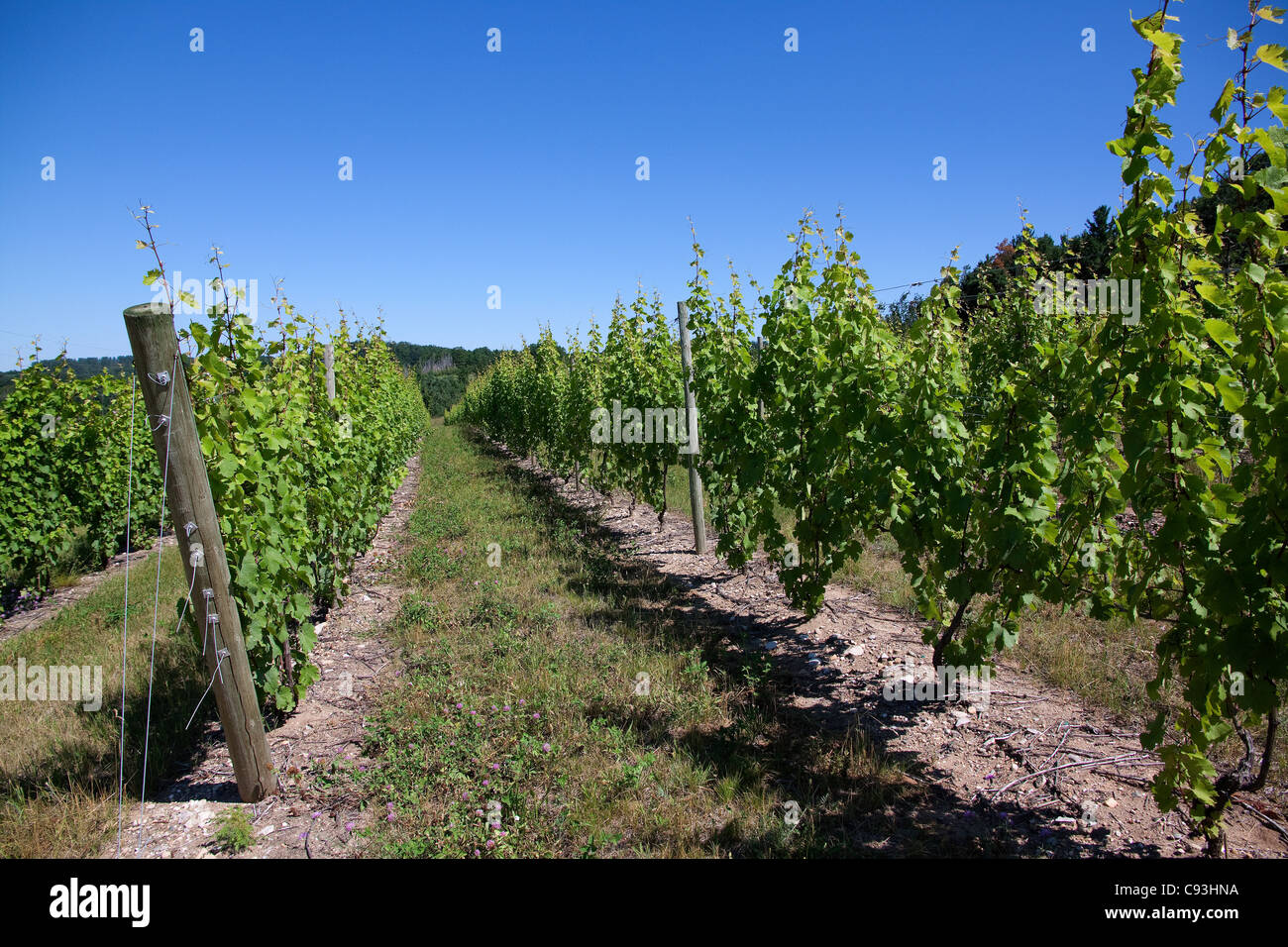 Vigneto nei pressi di Leland Grand Traverse County Michigan Foto Stock