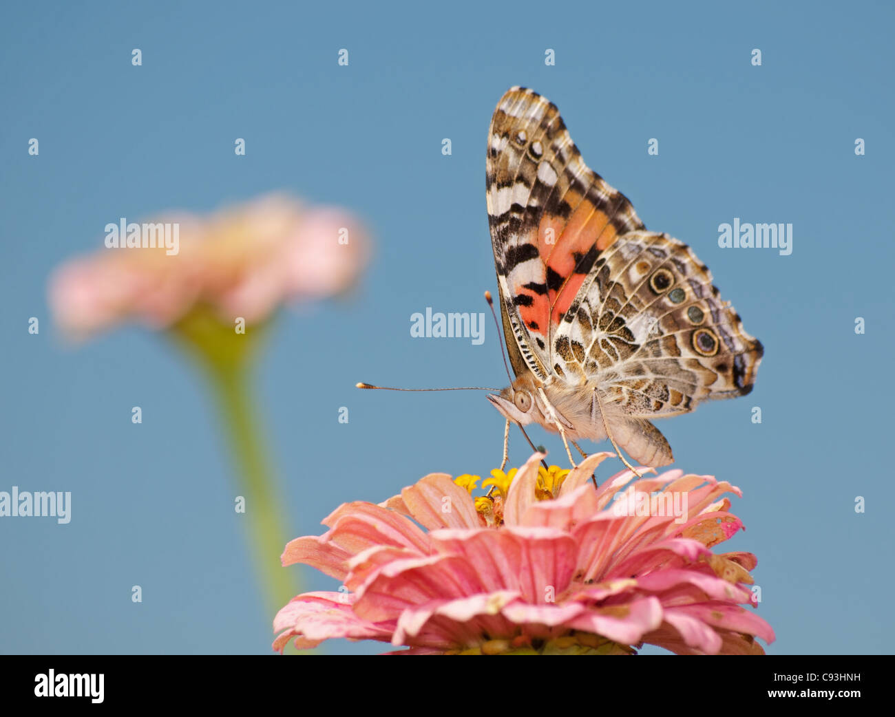Dipinto di Lady butterfly, Vanessa cardui, alimentando in rosa Zinnia contro il cielo blu Foto Stock