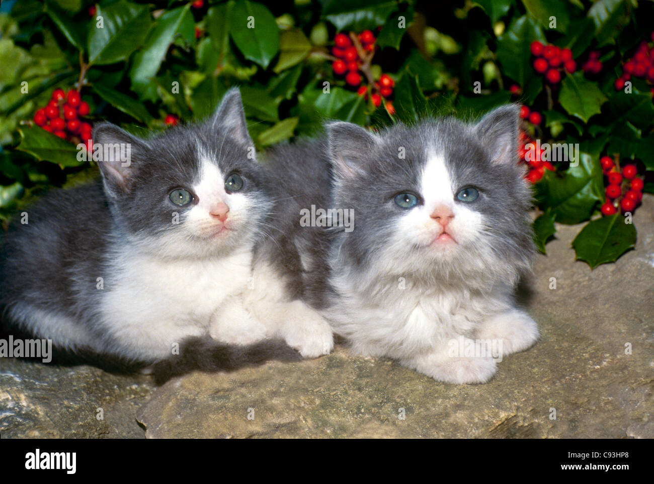 Due grigio e bianco gattini seduti vicino insieme su una parete di roccia di fronte a Holly bush, sia cercando con speranza Foto Stock