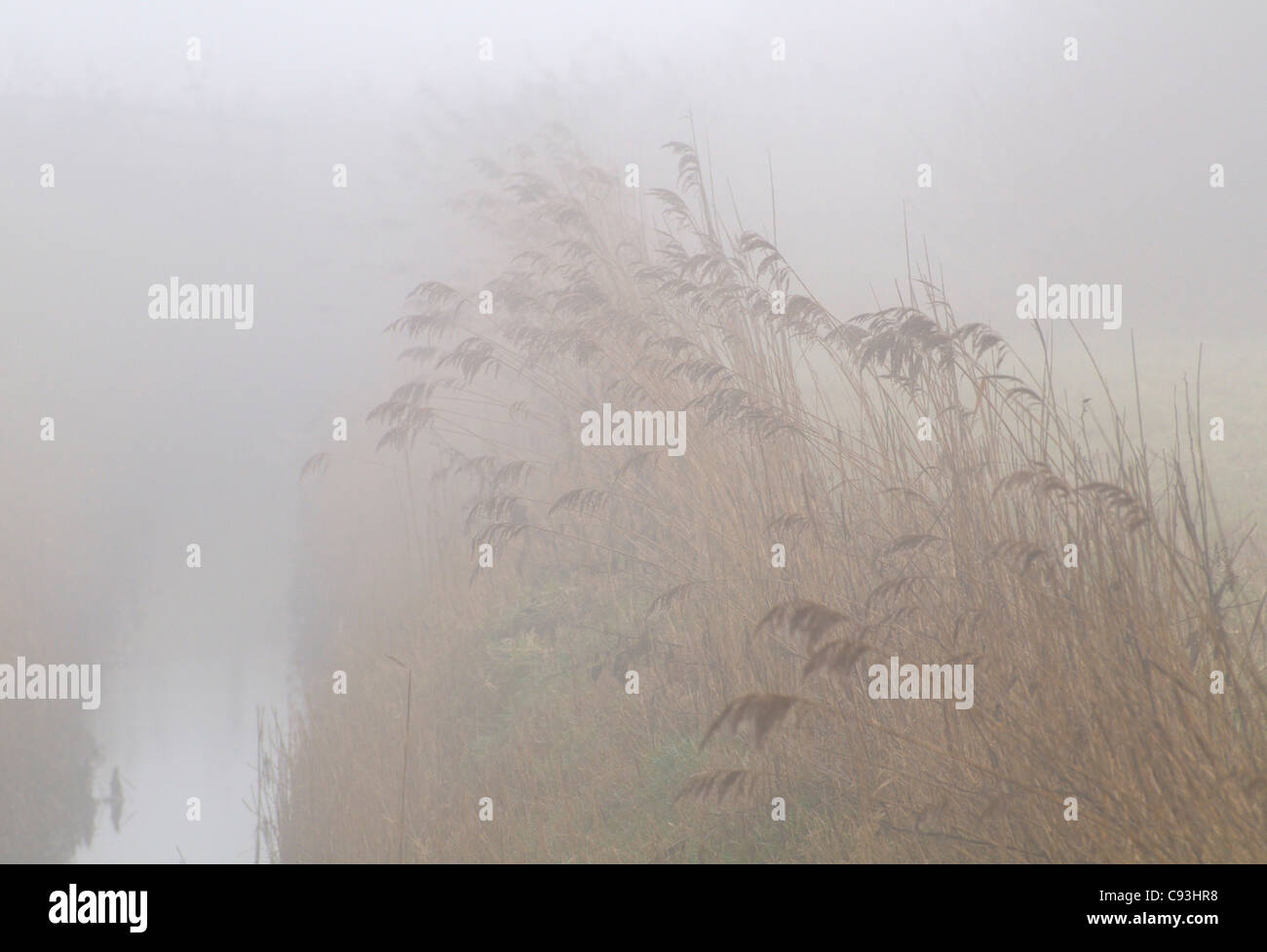 Foggy Rean o fosso di drenaggio con ance in la mattina presto come sun tenta di rompere anche se. Foto Stock