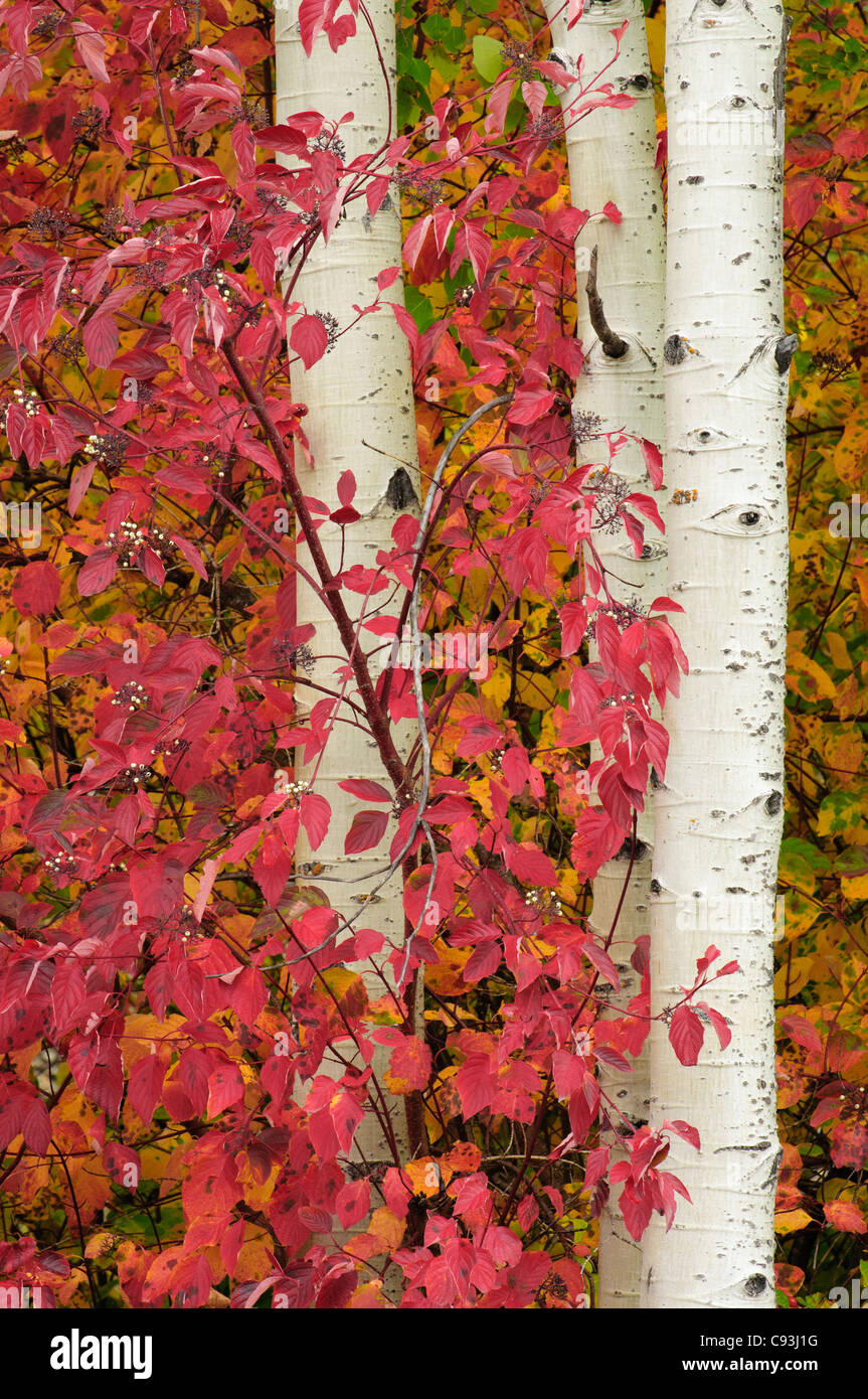 Rosso-vimini sanguinello e aspen tronchi di albero Tumwater Canyon, Cascade Mountains, Washington. Foto Stock