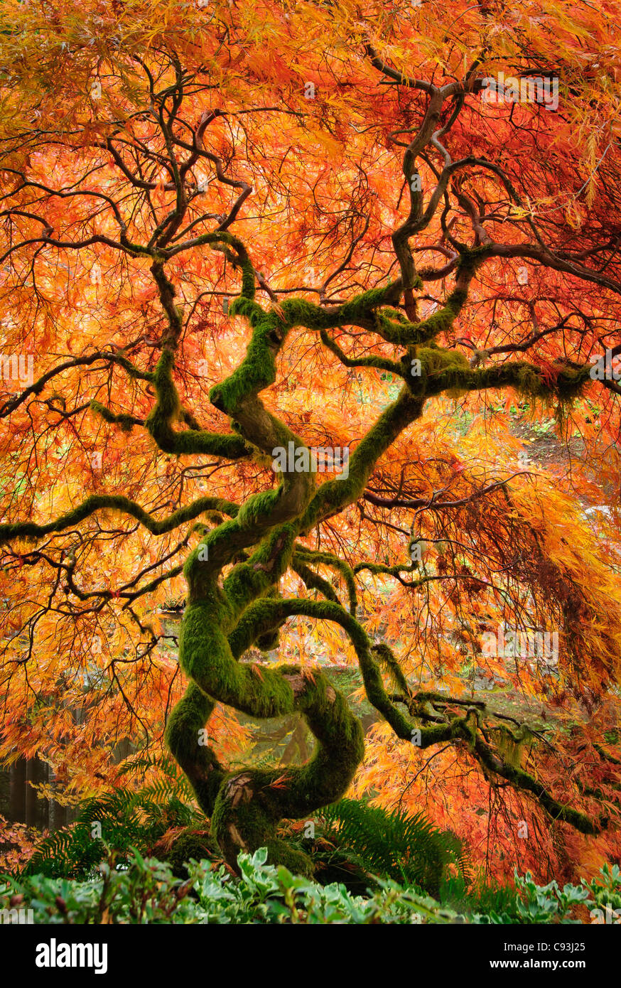 Laceleaf acero in autunno a colori nel giardino giapponese a Bloedel Reserve, Bainbridge Island, Washington. Foto Stock