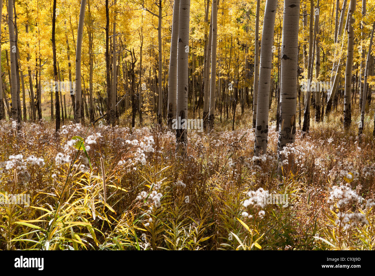 La luce del sole che splende attraverso grove di giallo aspen alberi in autunno sul prato di erba alta Foto Stock