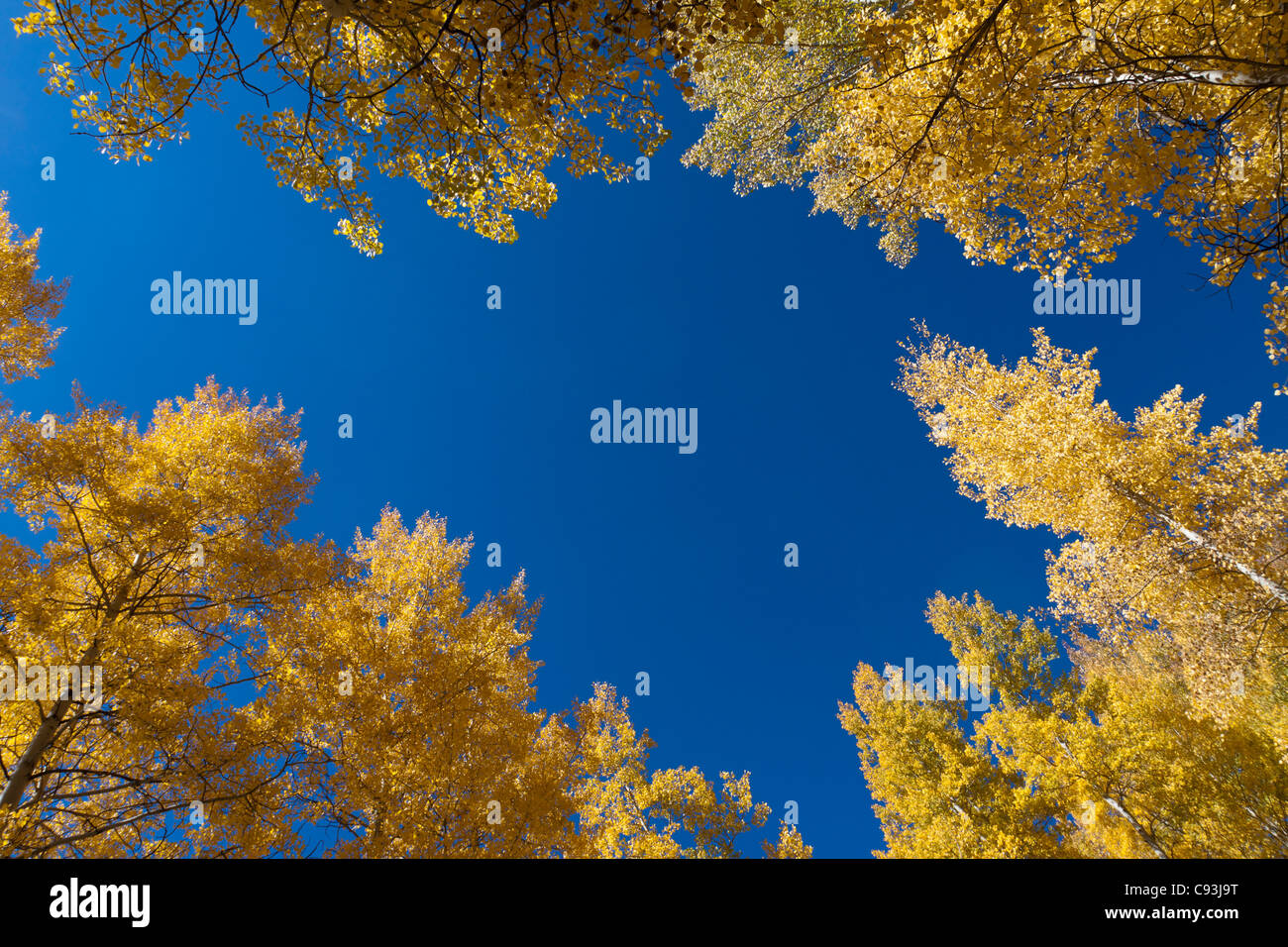 Cime di aspen alberi con foglie di giallo che incornicia un cerotto di cielo blu in autunno nelle Montagne Rocciose del Colorado Foto Stock