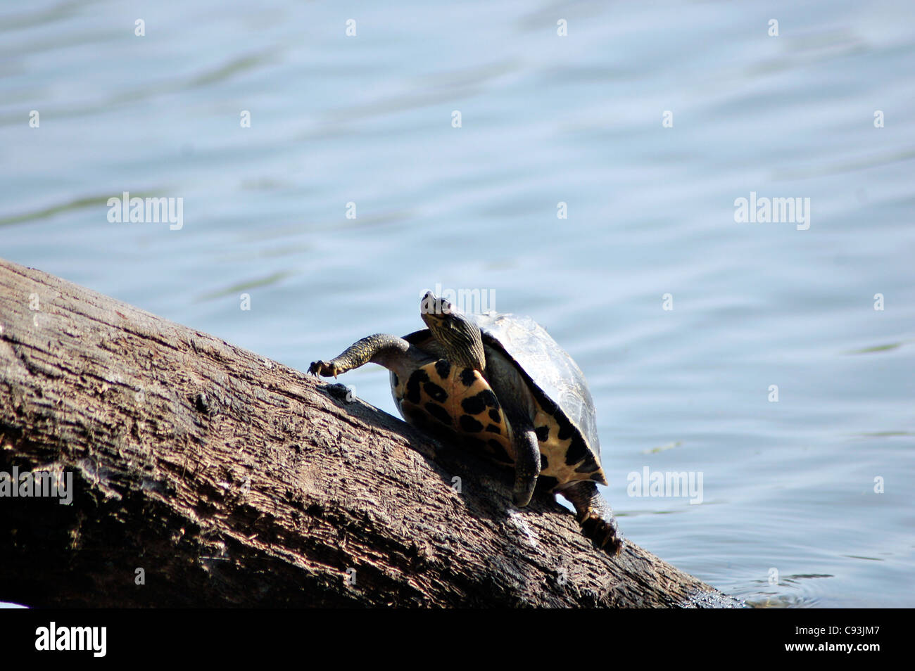 Dal tetto indiano tartaruga (Pangshura tecta) crogiolarsi al sole su un tronco tagliato Foto Stock