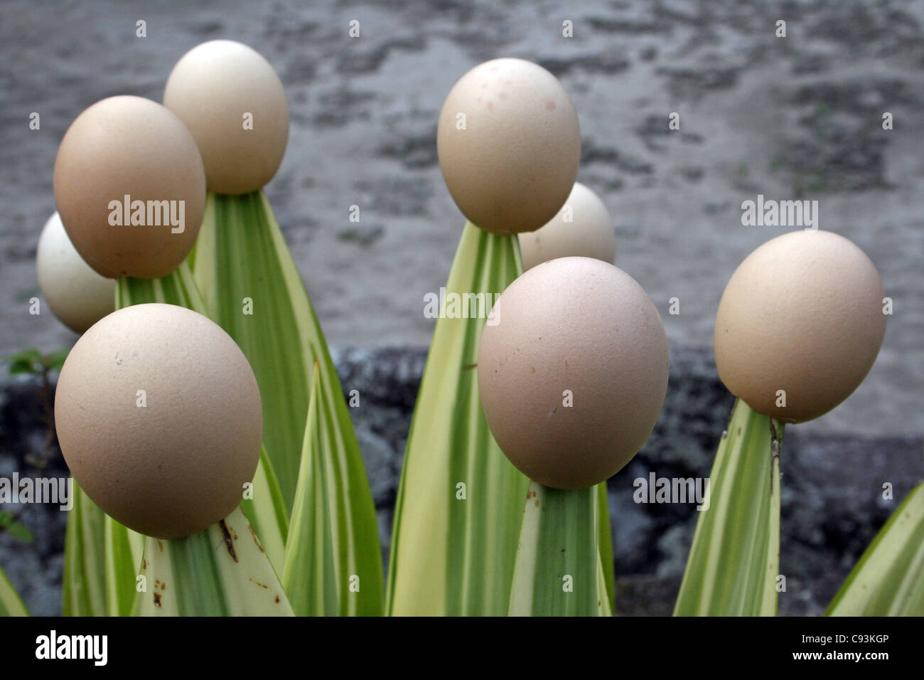 Svuotare i gusci d'uovo su una pianta di Aloe, isola di Samosir, Sumatra Foto Stock
