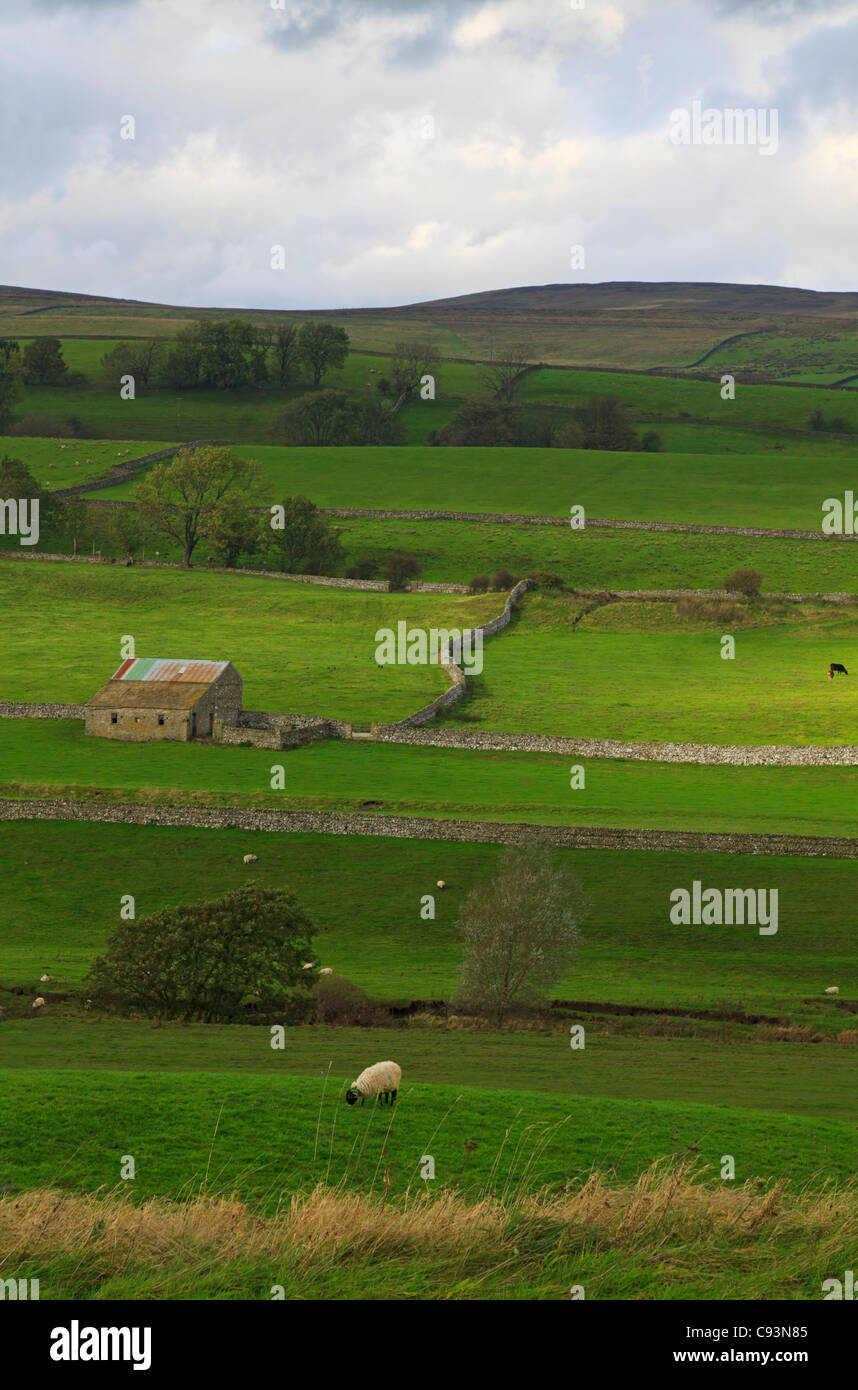 Wensleydale, vicino Bambridge, Yorkshire Dales, REGNO UNITO Foto Stock