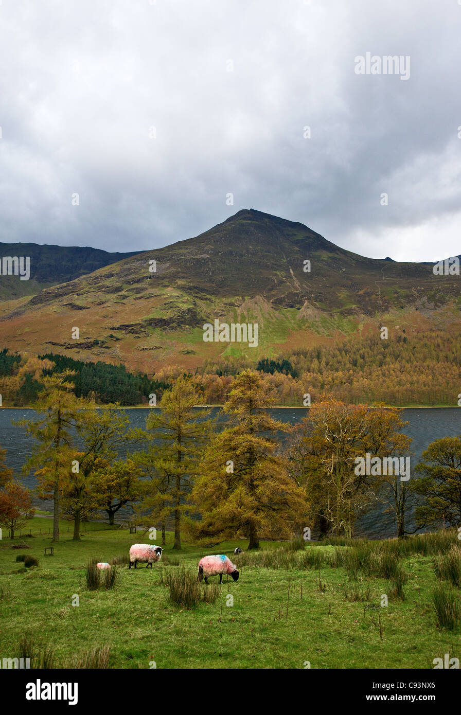 Pecora che pascola sulle rive del Buttermere nel distretto del Lago Foto Stock