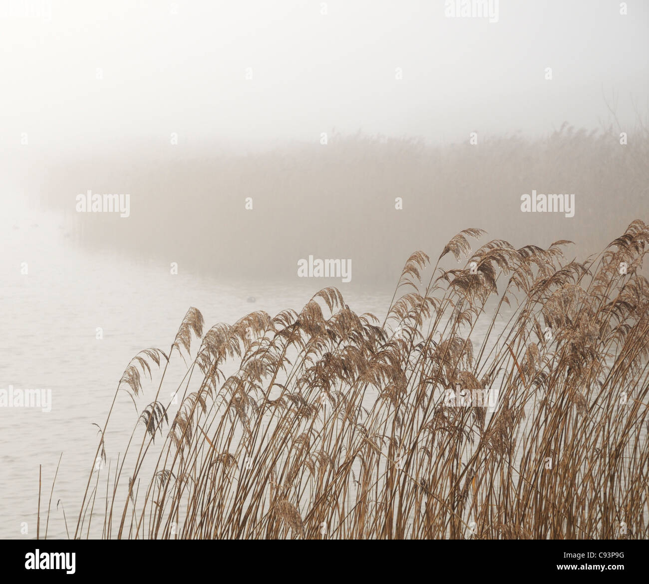 Lago di nebbia con ance in la mattina presto come sun tenta di rompere anche se. Foto Stock