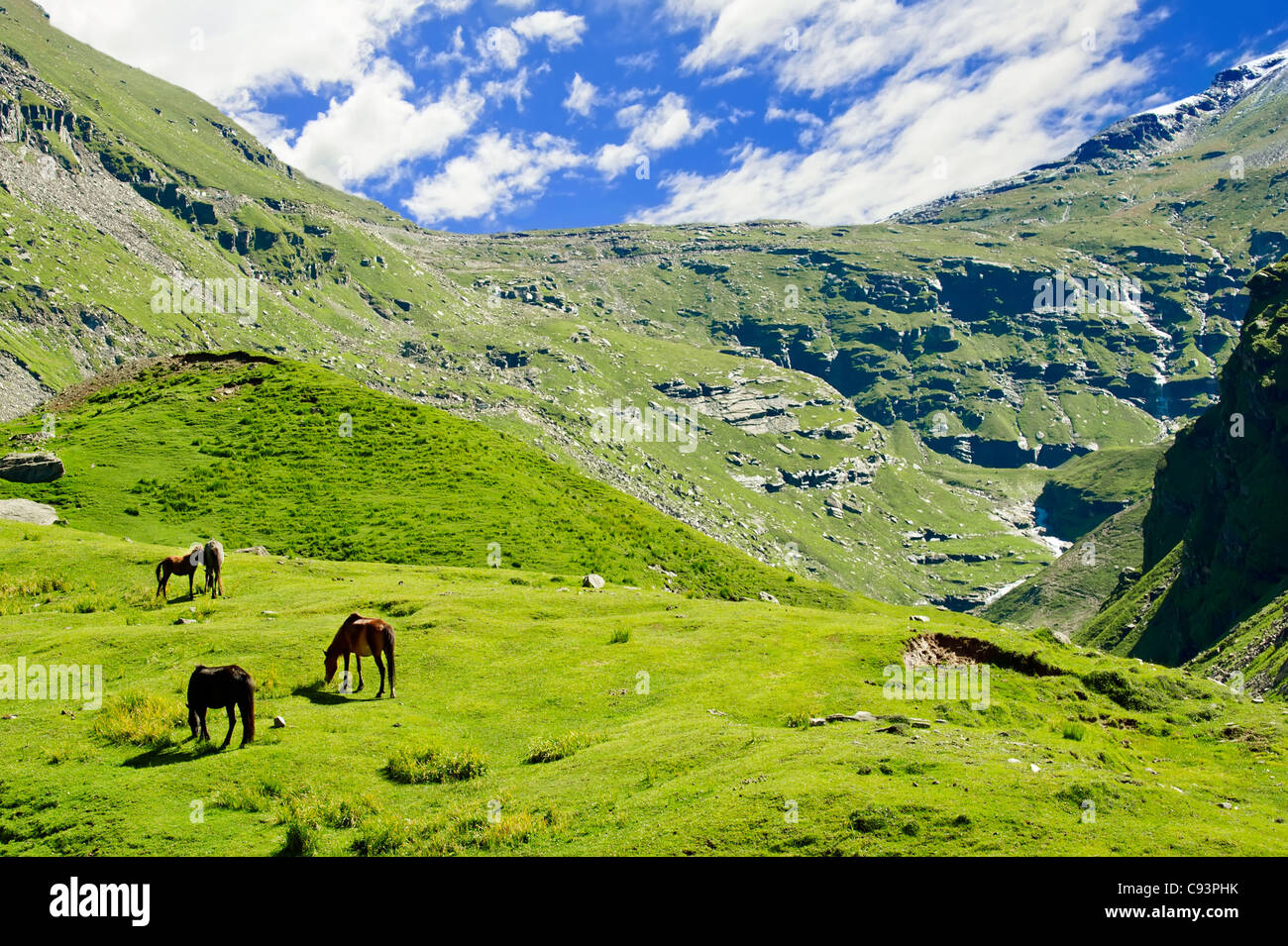 Cavalli selvaggi sul prato in Himalaya Foto Stock
