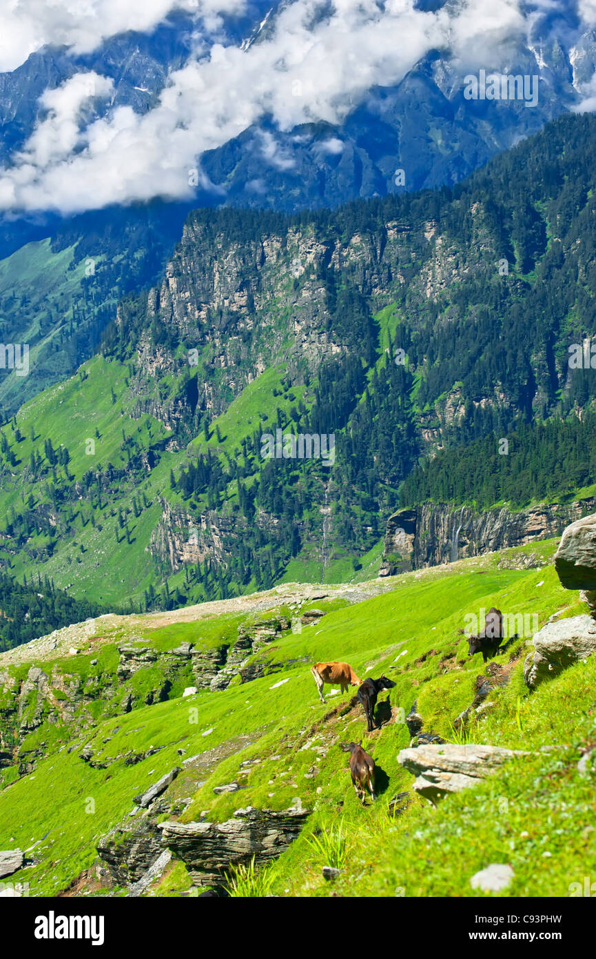 Himalaya Montagne Paesaggio con mucche selvatiche sul prato Foto Stock