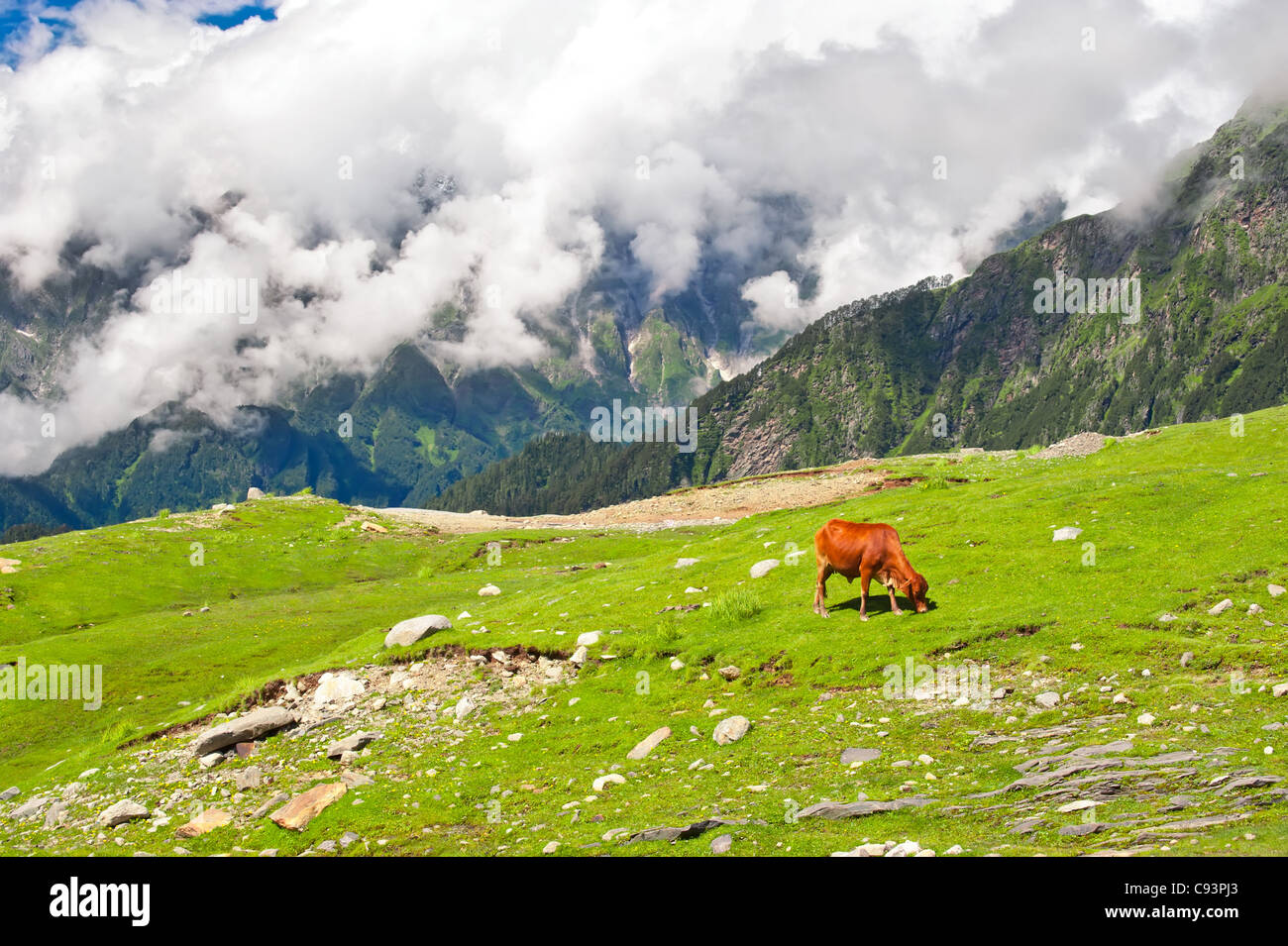 Wild Red cow sul prato in Himalaya Foto Stock