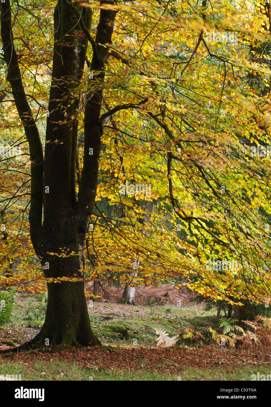New Forest, Spiaggia di albero in colore di autunno, Hampshire, Inghilterra, Regno Unito Foto Stock