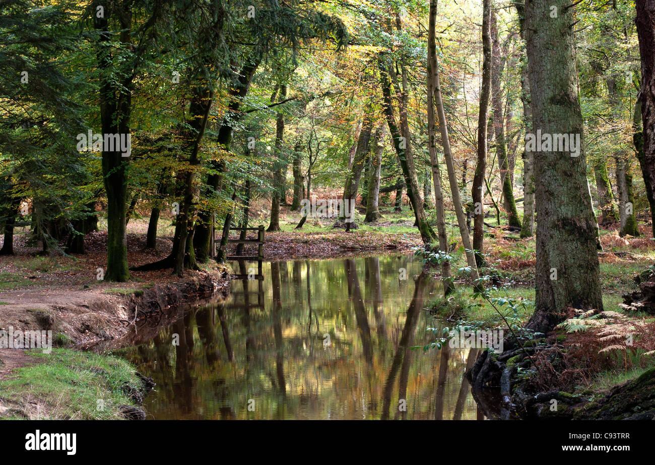 Nuova Foresta Fiume Scena, Hampshire, Inghilterra, Regno Unito. Foto Stock