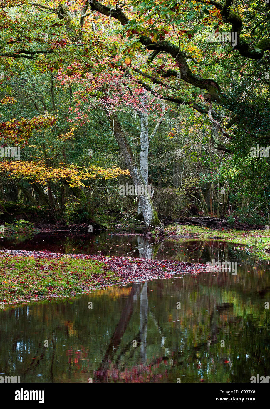 Nuova Foresta Fiume Scena, Hampshire, Inghilterra, Regno Unito. Foto Stock