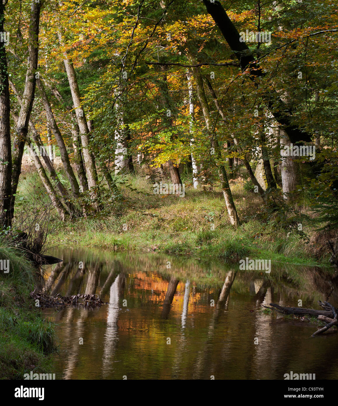 Nuova Foresta Fiume Scena, Hampshire, Inghilterra, Regno Unito. Foto Stock