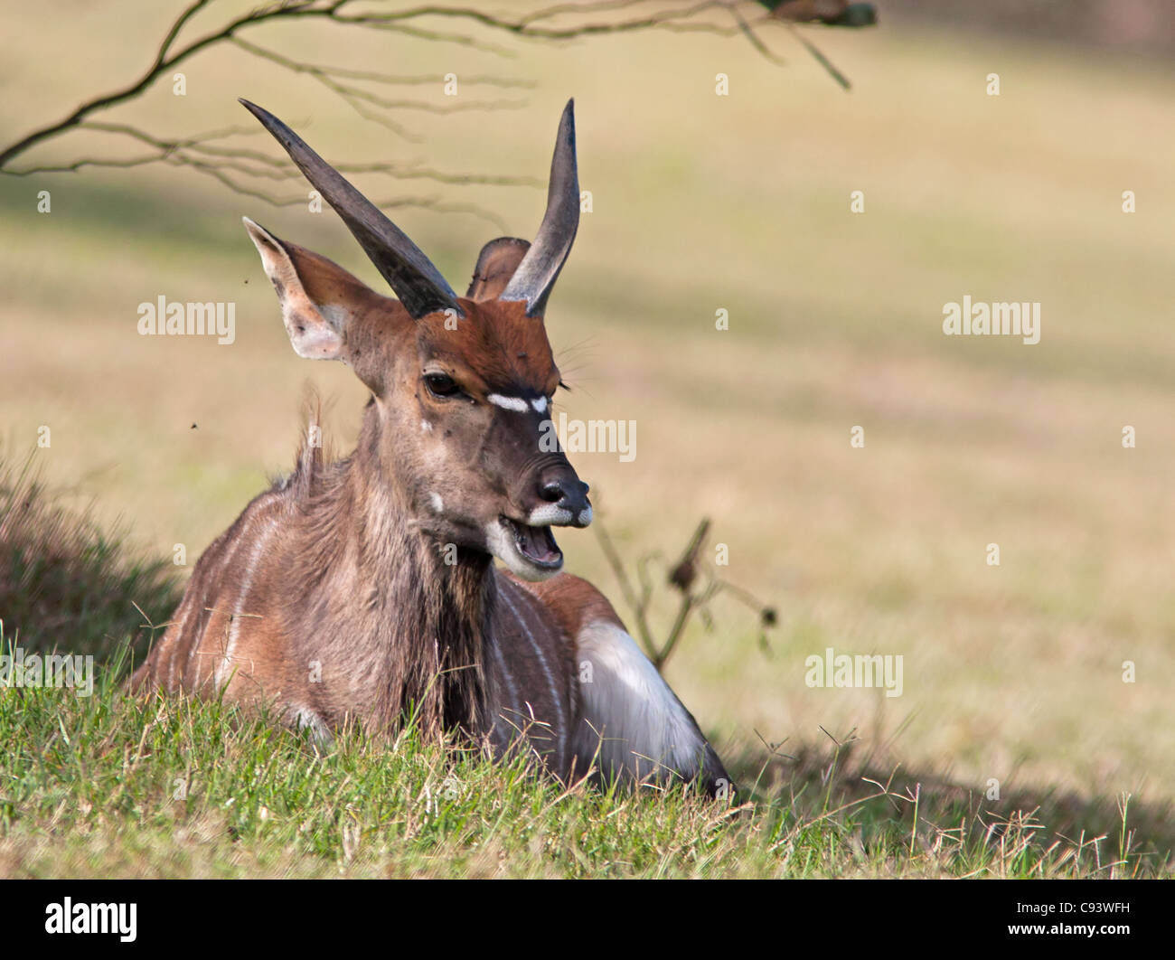 Bushbuck, Tragelaphus scriptus in appoggio sotto l'ombra di una struttura ad albero Foto Stock