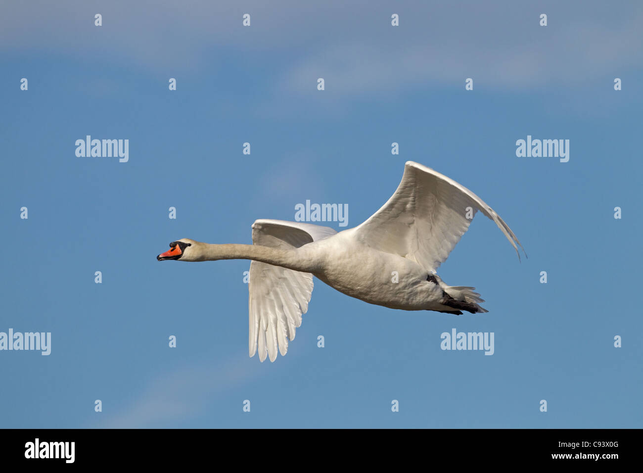 Unico Cigno Cygnus olor In volo contro il cielo blu Foto Stock