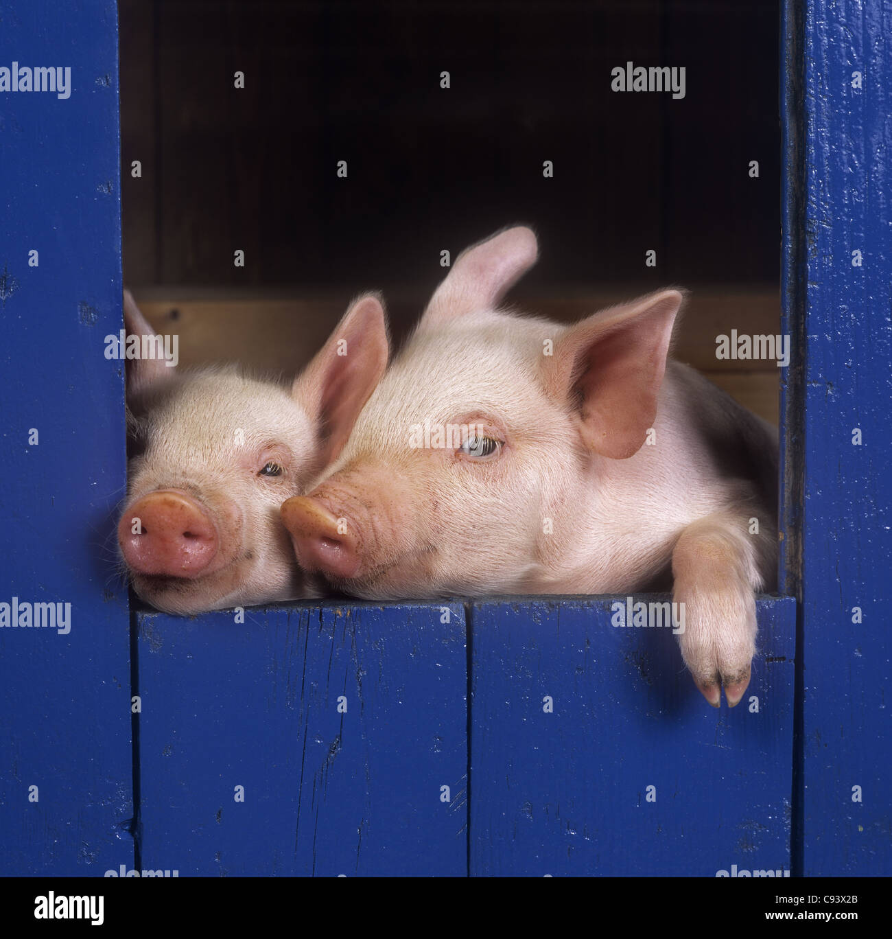 Grandi suinetti bianco a 3 settimane di età guardando dal capannone di colore blu Foto Stock