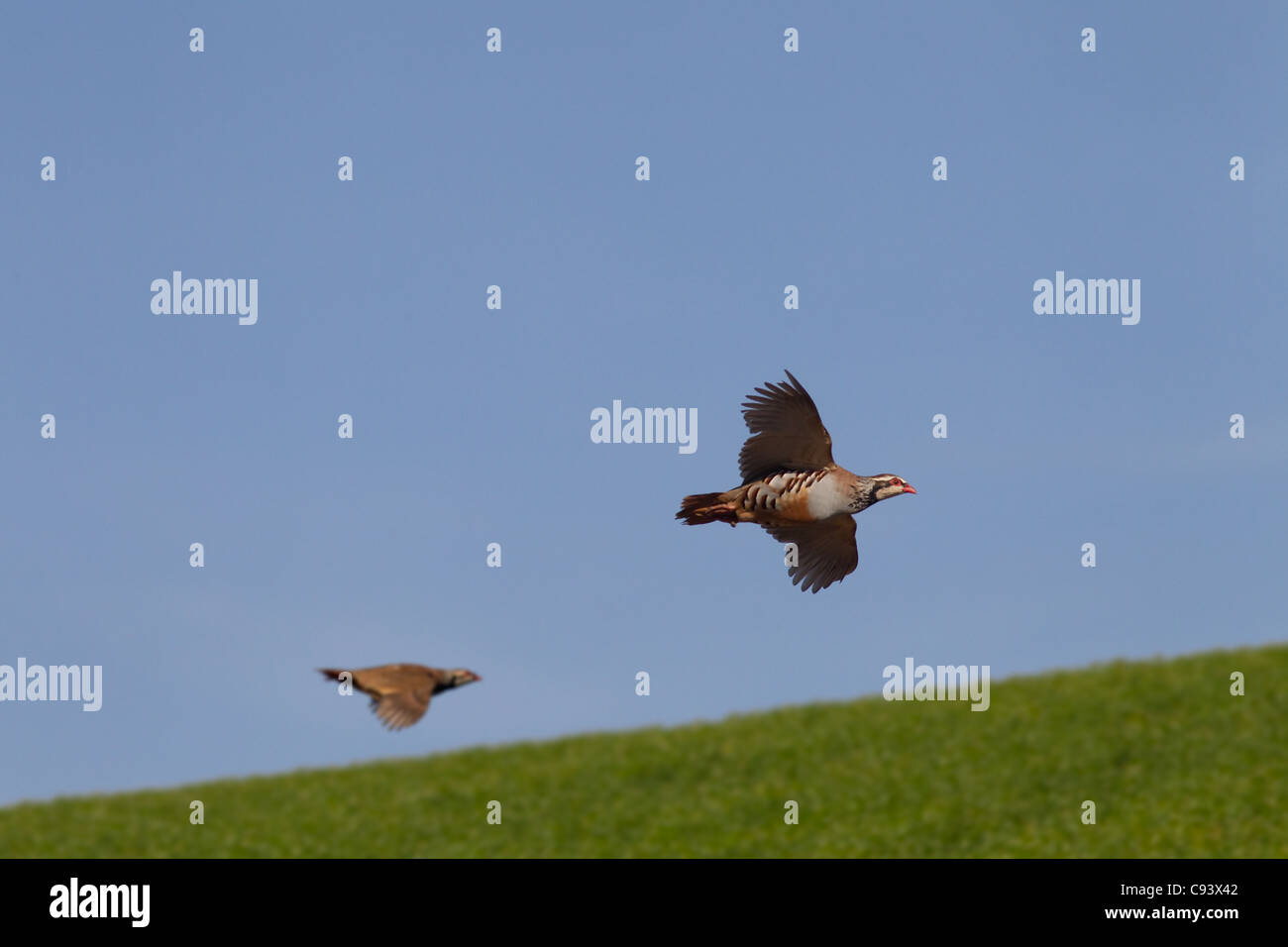Zampe rosse Pernici Alectoris rufa guidato su shoot Foto Stock