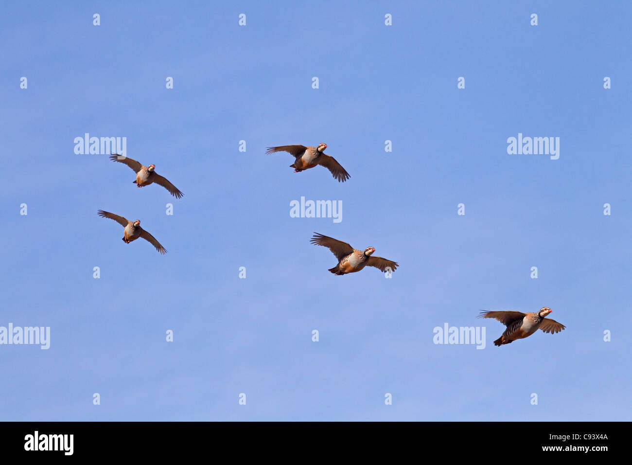 Un gruppo di zampe rosse Pernici Alectoris rufa guidato su shoot Foto Stock