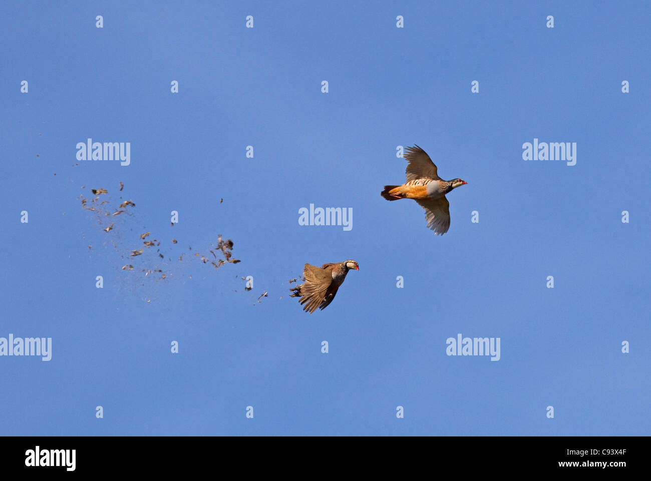 Zampe rosse Pernici Alectoris rufa guidato su shoot shot la caduta degli uccelli Foto Stock