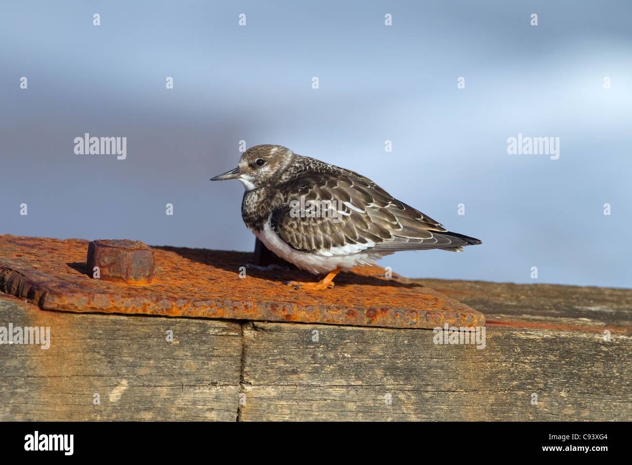 Turnstone Arenaria interpres capretti sulle difese del mare Foto Stock